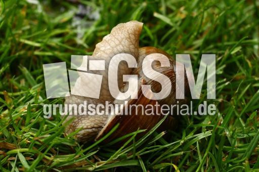 Weinbergschnecke 031.jpg